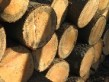 Wood Pile